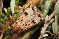 Agrotis trux