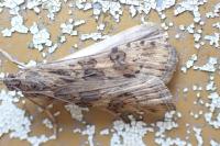 Nomophila noctuella