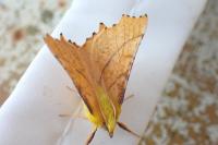 Ennomos alniaria