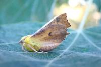 Ennomos alniaria