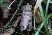 Agrotis segetum
