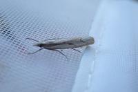 Agriphila geniculea