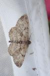 Peribatodes rhomboidaria rhomboidaria