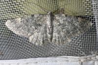 Charissa glaucinaria
