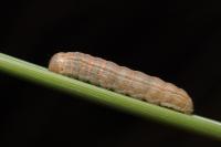 Mythimna litoralis