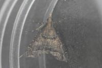 Diplopseustis perieresalis