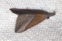 Hypena lividalis