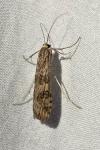 Nomophila noctuella