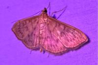 Patania ruralis