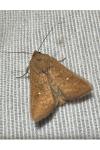 Mythimna albipuncta