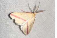 Rhodometra sacraria
