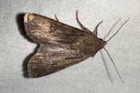 Agrotis segetum