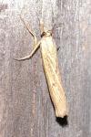 Pediasia contaminella