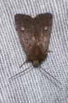 Xestia xanthographa