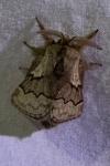 Trichiura crataegi