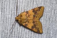 Cirrhia icteritia