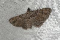 Gymnoscelis rufifasciata