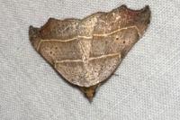 Laspeyria flexula