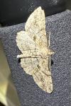 Peribatodes rhomboidaria rhomboidaria