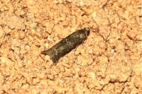 Ancylosis oblitella