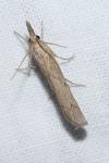Pediasia contaminella