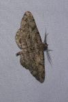 Peribatodes rhomboidaria rhomboidaria