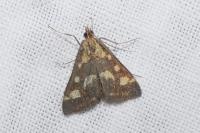 Pyrausta purpuralis