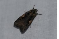 Xestia c-nigrum