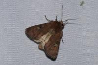 Xestia xanthographa