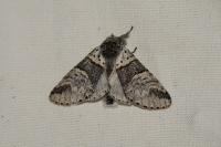 Furcula bifida