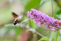 Macroglossum stellatarum