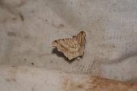 Macaria alternata