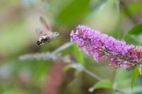 Macroglossum stellatarum