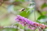 Macroglossum stellatarum