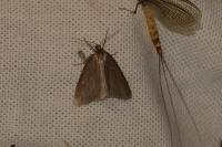 Pachycnemia hippocastanaria hippocastanaria