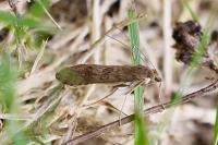 Nomophila noctuella