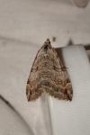 Aplocera plagiata