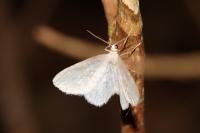 Asthena albulata