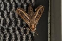 Hippotion celerio