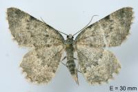 Charissa glaucinaria