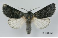 Acronicta megacephala