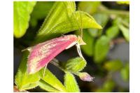 Pyrausta inornatalis