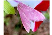 Pyrausta inornatalis