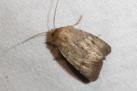 Hoplodrina hesperica