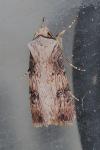 Agrotis puta