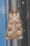 Agrotis trux