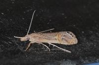 Euchromius ocellea