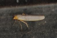 Eilema caniola