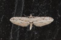 Eupithecia phoeniceata