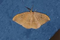 Watsonalla binaria